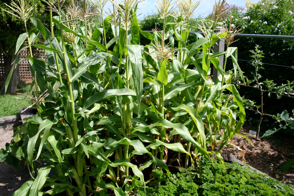Sweet corn plants